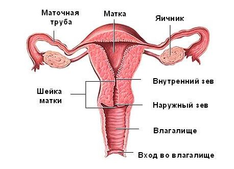 Бак посів з цервікального каналу