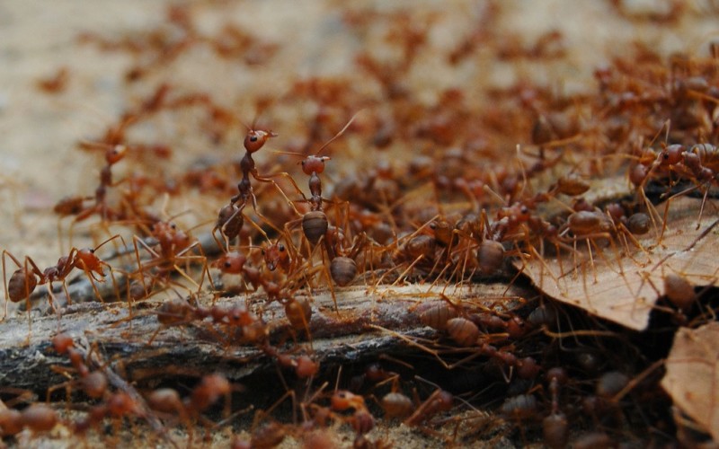Боротьба з мурахами на садовій ділянці