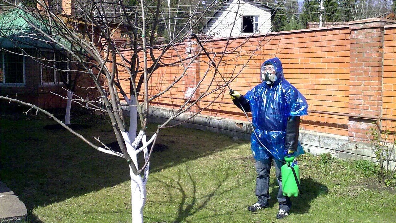 Чим обробити яблуні напровесні від шкідників і хвороб