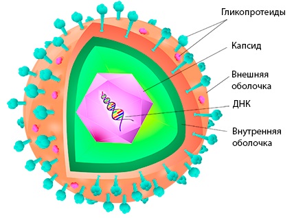 Цистит застуда або інфекція – Цистит