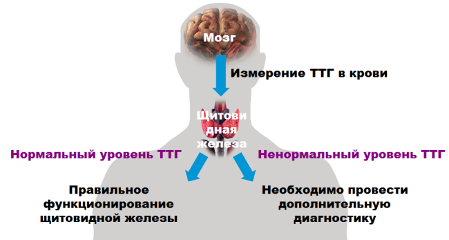 Діагностика гіпотиреозу з допомогою лабораторних досліджень
