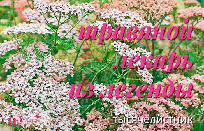 Деревій корисні властивості і протипоказання