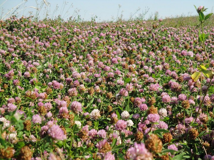 Ефективні народні засоби від цукрового діабету 2 типу Ефективні народні засоби від цукрового діабету 2 типу
