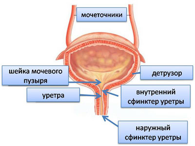 Флемоксин Солютаб – офіційна інструкція по застосуванню, аналоги