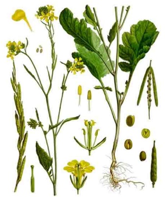 Гірчична маска для волосся з медом Волосся