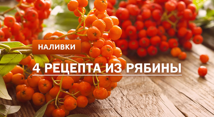 Горобинова настоянка у домашніх умовах рецепт Горобинова настоянка у домашніх умовах рецепт
