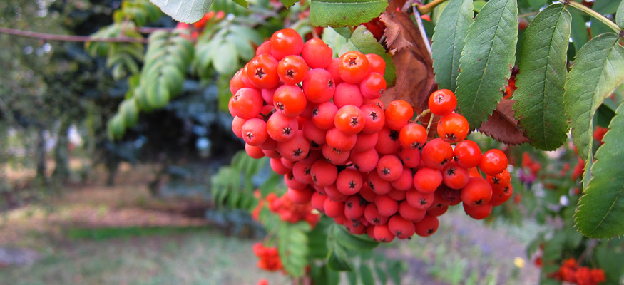 Горобинова настоянка у домашніх умовах рецепт Горобинова настоянка у домашніх умовах рецепт