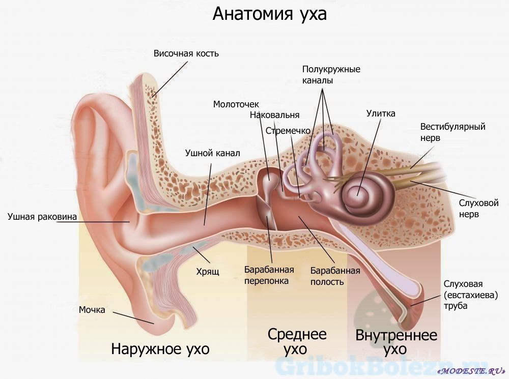 Грибок у вухах симптоми лікування причини профілактика