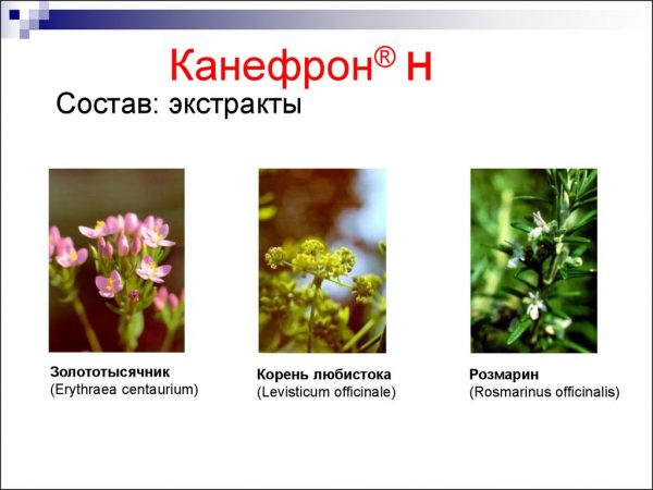Канефрон при грудному вигодовуванні відгуки та інструкція по застосуванню