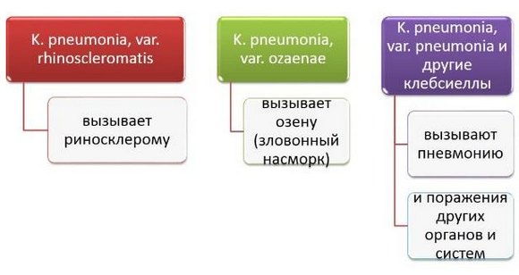 Клебсієла пневмонія: причини, симптоми і лікування Клебсієла пневмонія: причини, симптоми і лікування