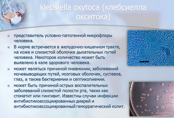 Клебсієла пневмонія: причини, симптоми і лікування Клебсієла пневмонія: причини, симптоми і лікування