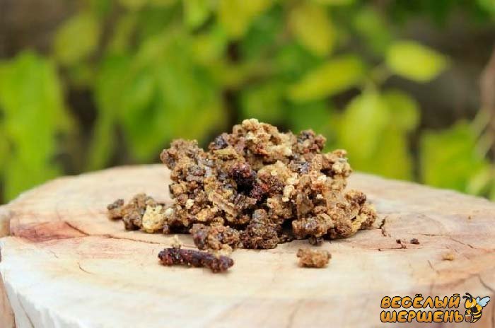 Користь і шкода прополісу для організму людини