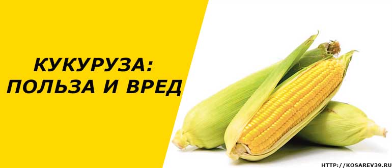 Кукурудза користь і шкода для здоров’я застосування в народній медицині