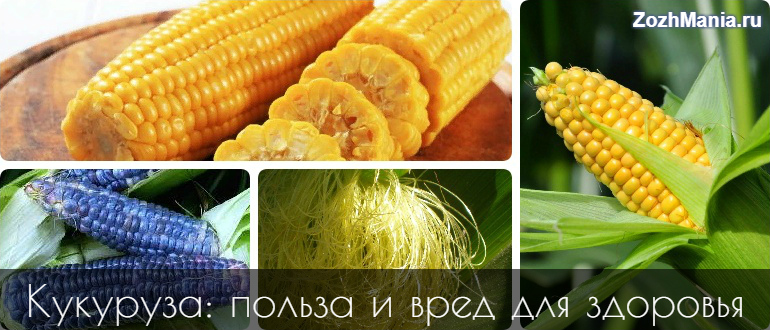 Кукурудза користь і шкода для здоров’я застосування в народній медицині