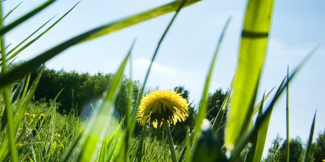 Лікування чирия в домашніх умовах народними засобами Лікування чирия в домашніх умовах народними засобами
