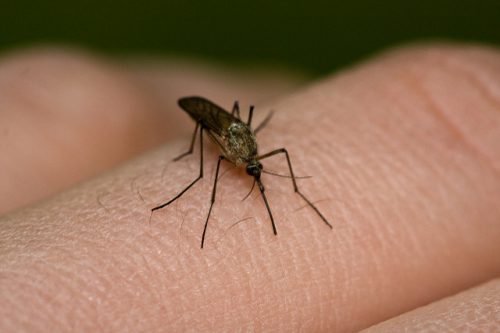 Лікування кропив’янки у дорослих в домашніх умовах народними засобами