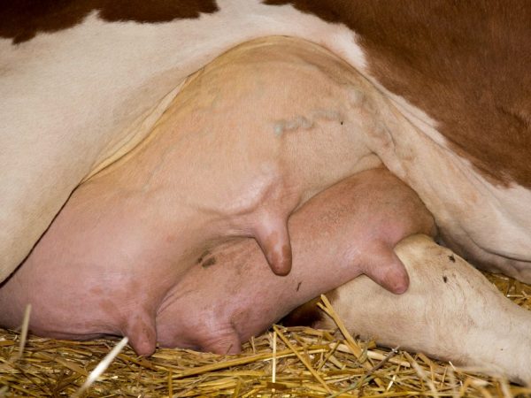 Лікування маститу у корів у домашніх умовах