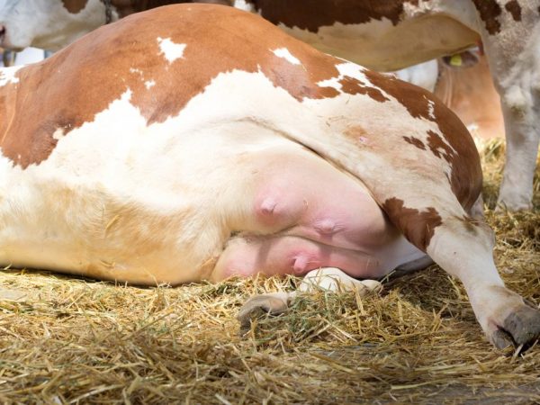 Лікування маститу у корів у домашніх умовах