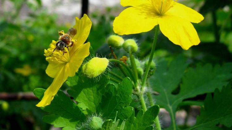Лімфома – лікування лімфоми народними засобами і методами