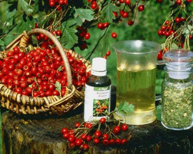 Лімфома – лікування лімфоми народними засобами і методами