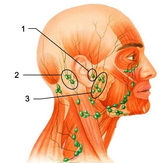 Лімфовузол за вухом болить: причини і лікування лімфаденіту