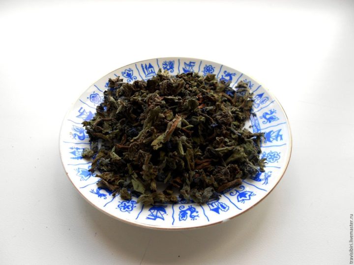 Медуниця: лікувальні властивості і протипоказання