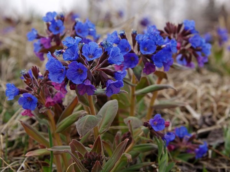 Медуниця: лікувальні властивості і протипоказання