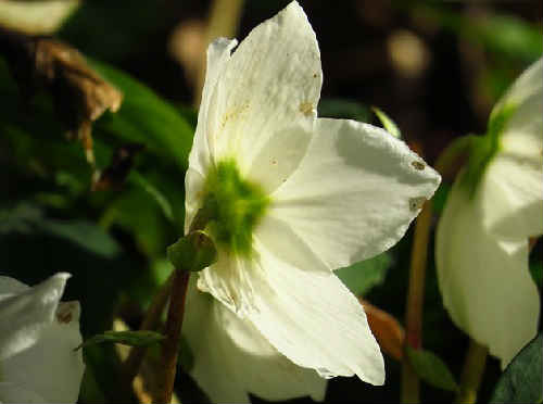 Морозник кавказький – застосування та протипоказання для схуднення