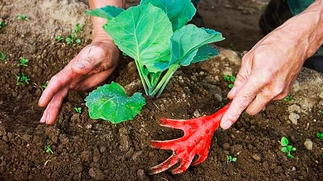Мошка на капусті як боротися народні засоби