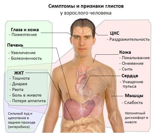 Народні засоби від глистів у дорослих, як позбутися від глистів народними засобами