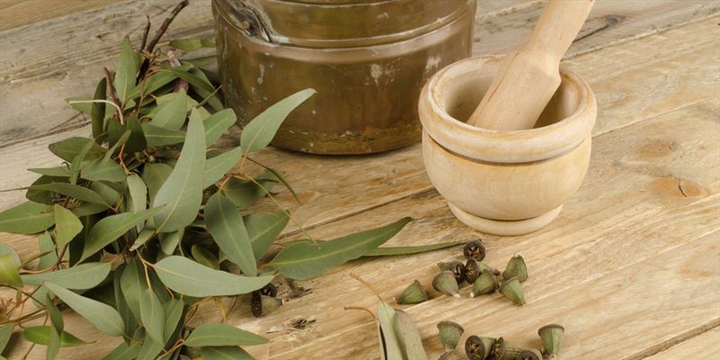 Інгаляції з евкаліптом — як правильно проводити