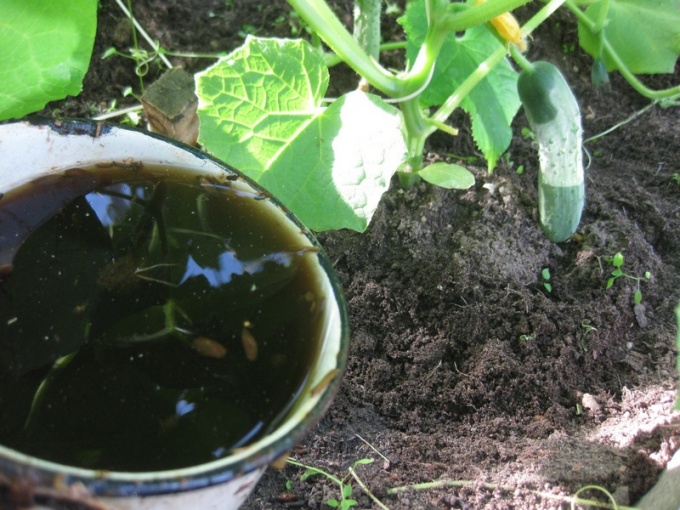 Підживлення овочів народними засобами
