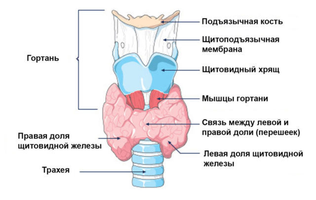 Перші ознаки та симптоми гіпотиреозу у чоловіків методи визначення патології