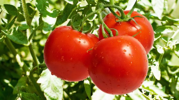 Помідори користь і шкода для здоров’я організму