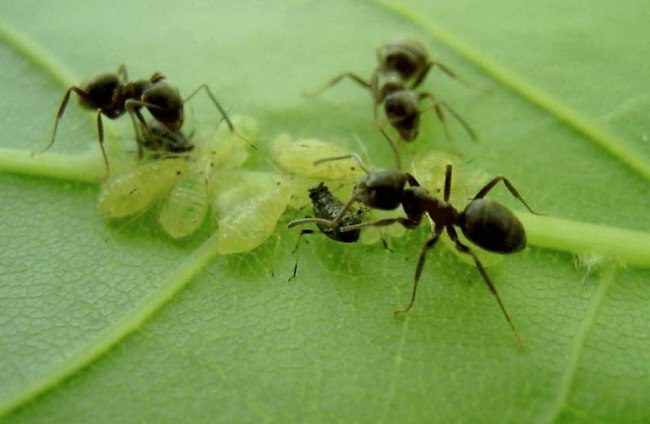 Попелиця на зливі як боротися народні засоби