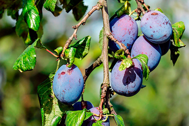 Попелиця на зливі як боротися народні засоби