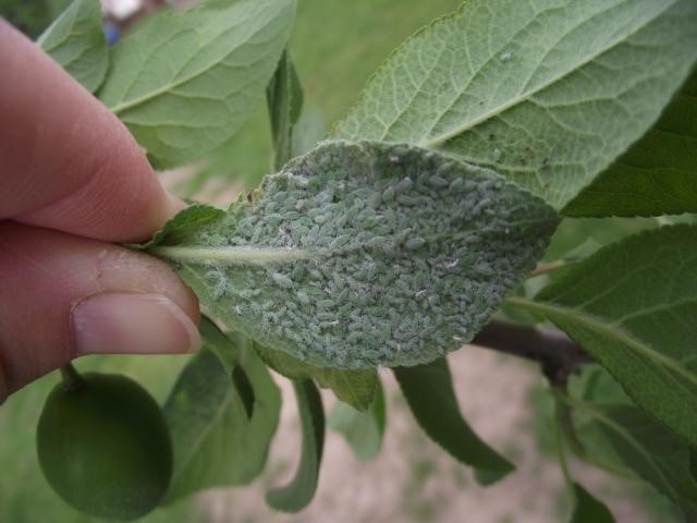 Попелиця на зливі як боротися народні засоби