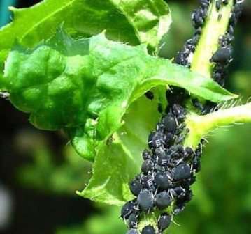 Попелиця на зливі як боротися народні засоби