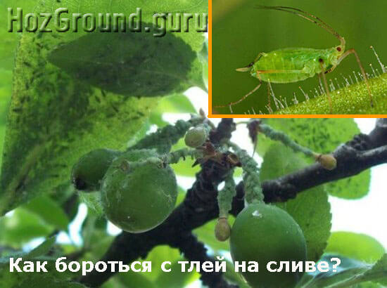 Попелиця на зливі як боротися народні засоби