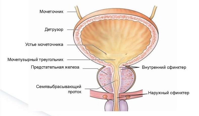 Різноманіття симптомів хвороб сечового міхура у чоловіків