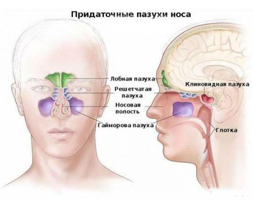 Що показує МРТ придаткових пазух носа: коли її призначають, розшифровка