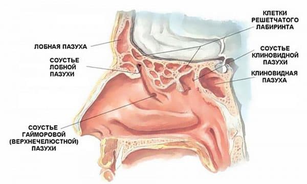 Що таке етмоїдит види та лікування