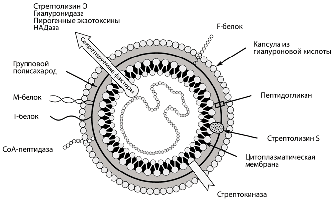 Що таке стрептокок пиогенес Що таке стрептокок пиогенес