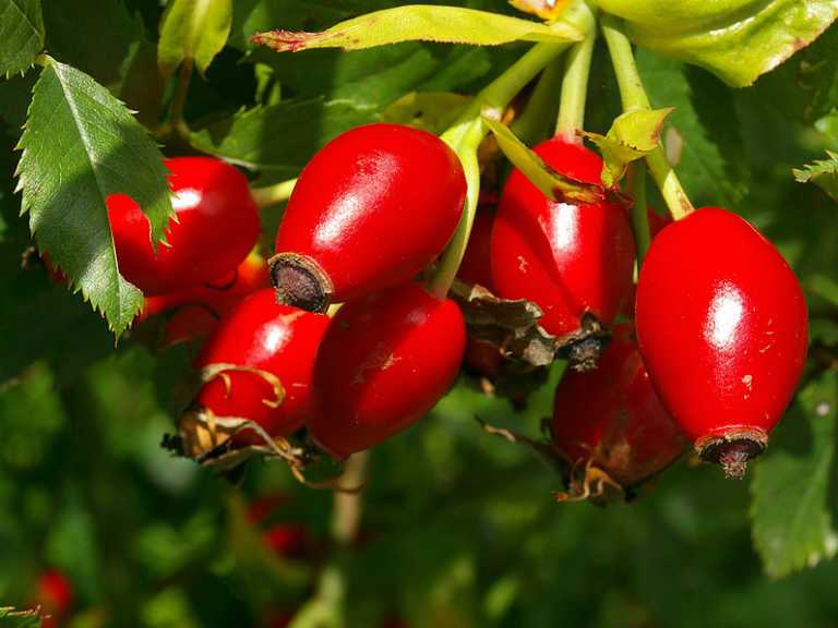 Шипшина незамінний при циститі