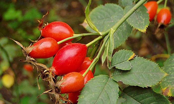 Шипшина незамінний при циститі