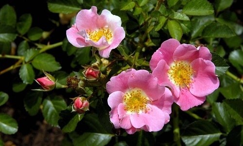 Шипшина незамінний при циститі