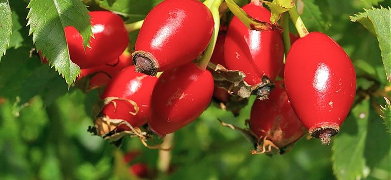 Шипшина незамінний при циститі