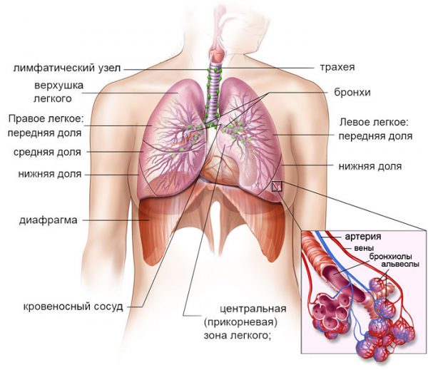 Симптоми та лікування кашлю при серцевій недостатності