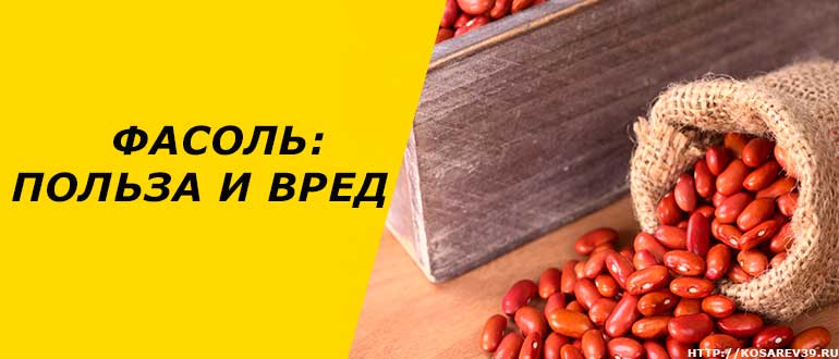 Стручкова квасоля – користь і шкода для здоров’я