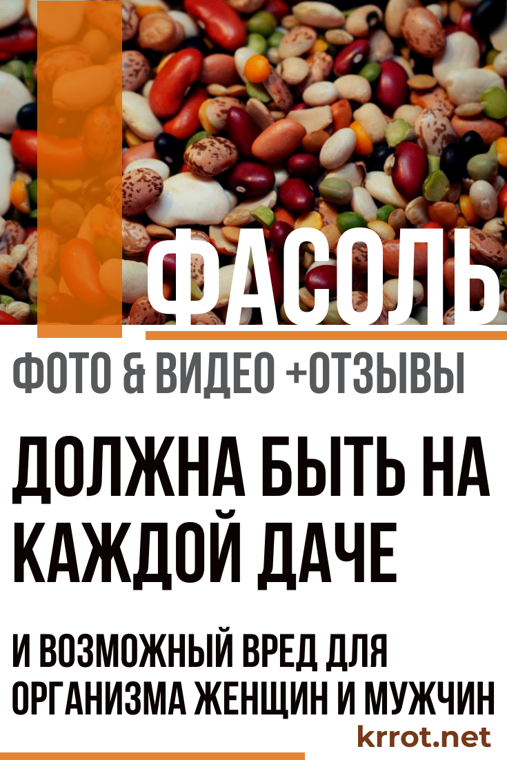 Стручкова квасоля – користь і шкода для здоров’я